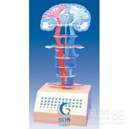 微电脑中枢神经传导直观模型 革新医药教学的数字桥梁