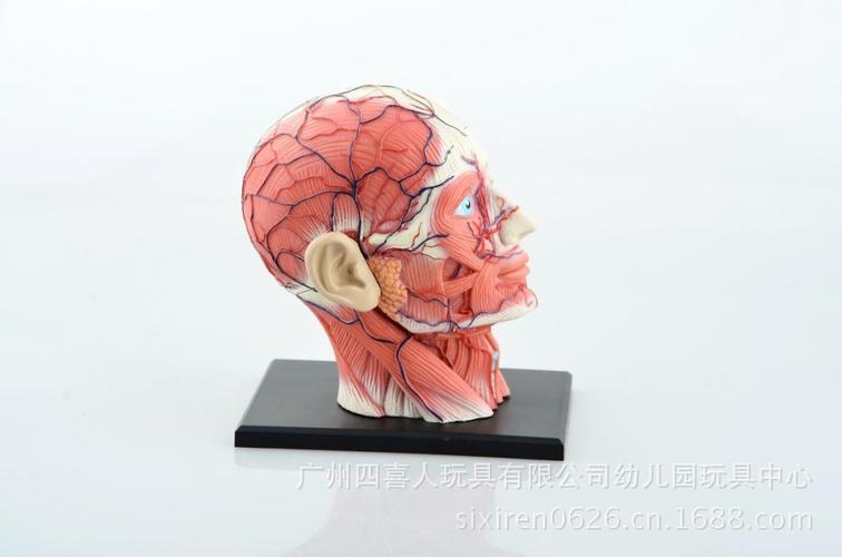 办公,文教 教学模型,器材 医药教学器材 4d master人体拼装模型大脑