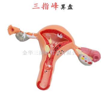 医药教学器材批发价格_义乌医药教学器材