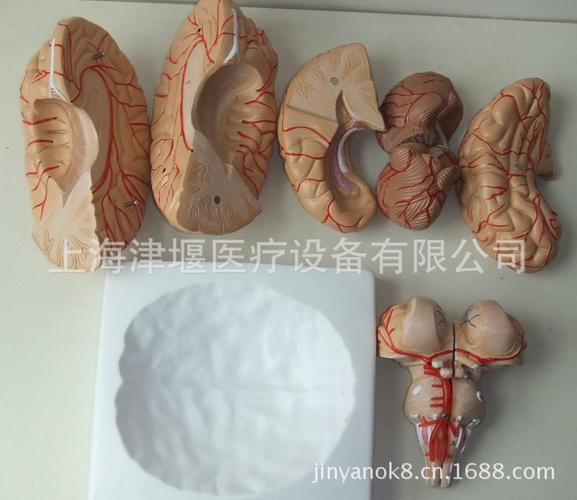 医药教学器材优选 低价出售高精度大脑解剖模型与医学人体解剖模型